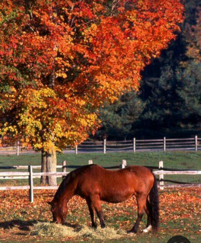 Screenshot_20231016_175314_Pinterest