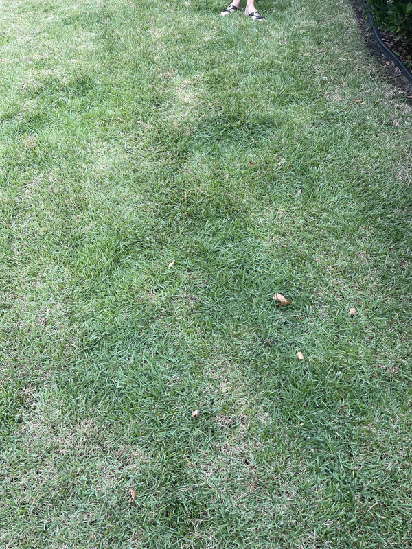 Zoysia Lawn with Sunken bare spots Lawn Care Forum