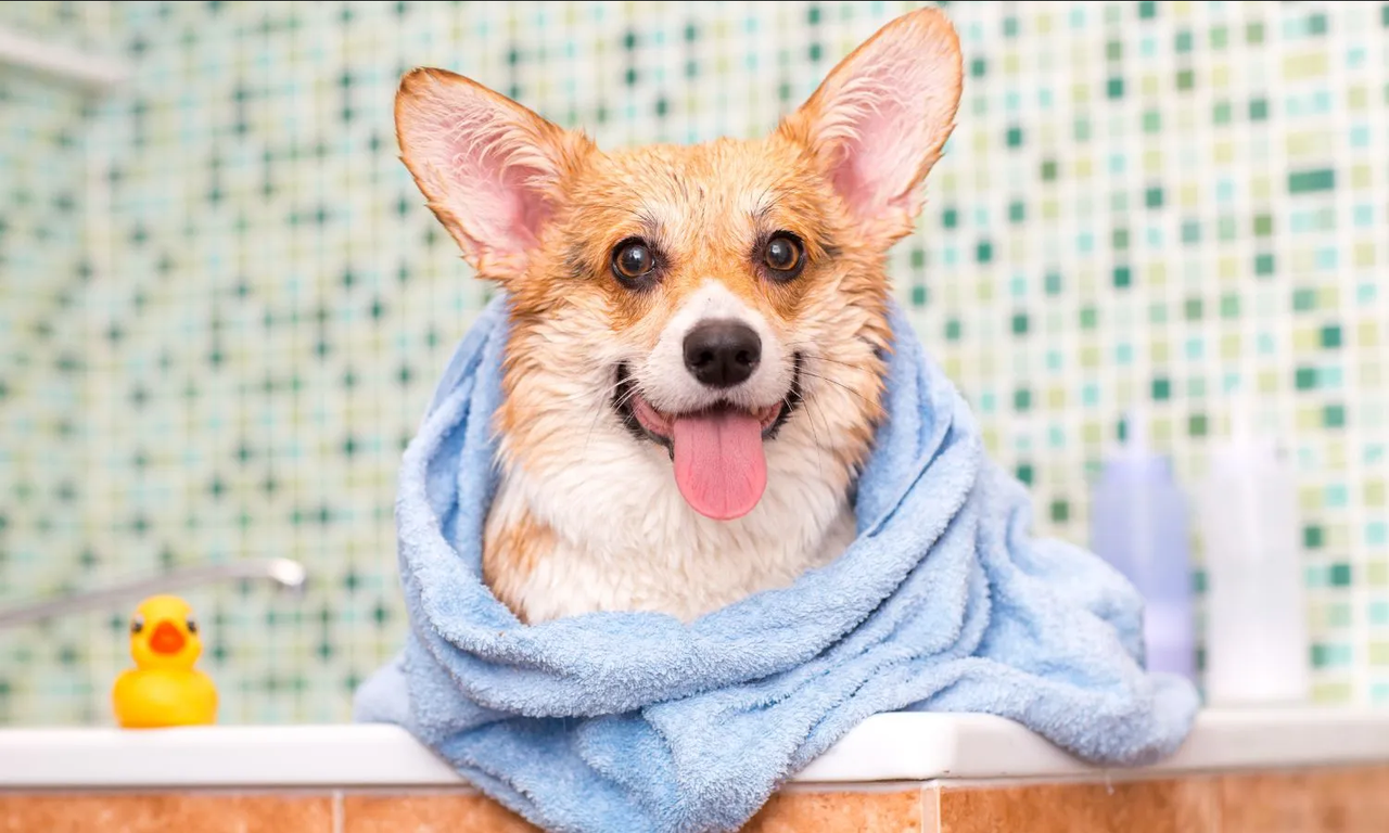 Esto es lo qué pasa si bañas a tu perro con bicarbonato de sodio