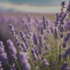 floweraes