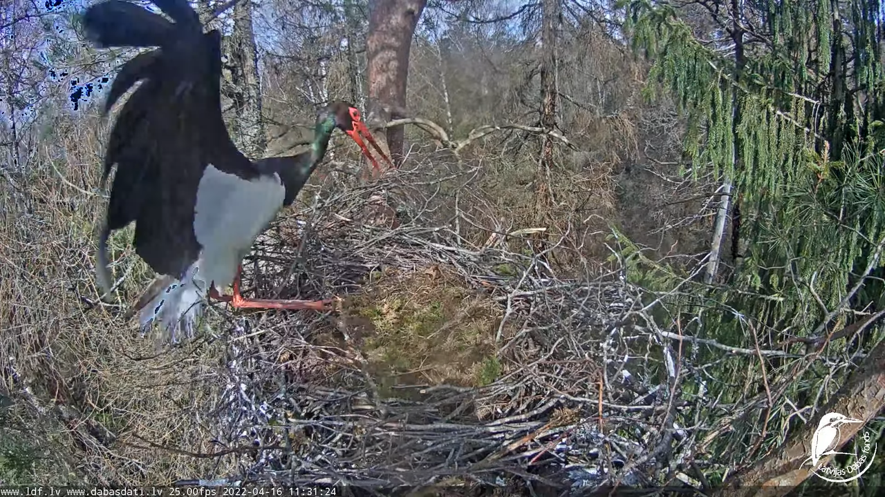 Melnais stārķis (Ciconia nigra) Siguldas novadā - LDF tiešraide 14-39-34 screenshot