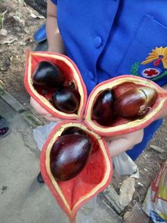 20799535_281997255612483_5396818636901808233_n