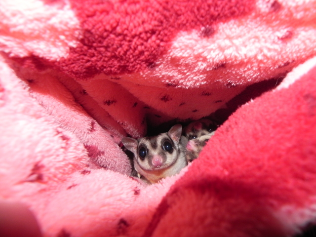 Лизины гамачки (3)