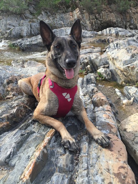 fizz-Belgian-malinois.jpg