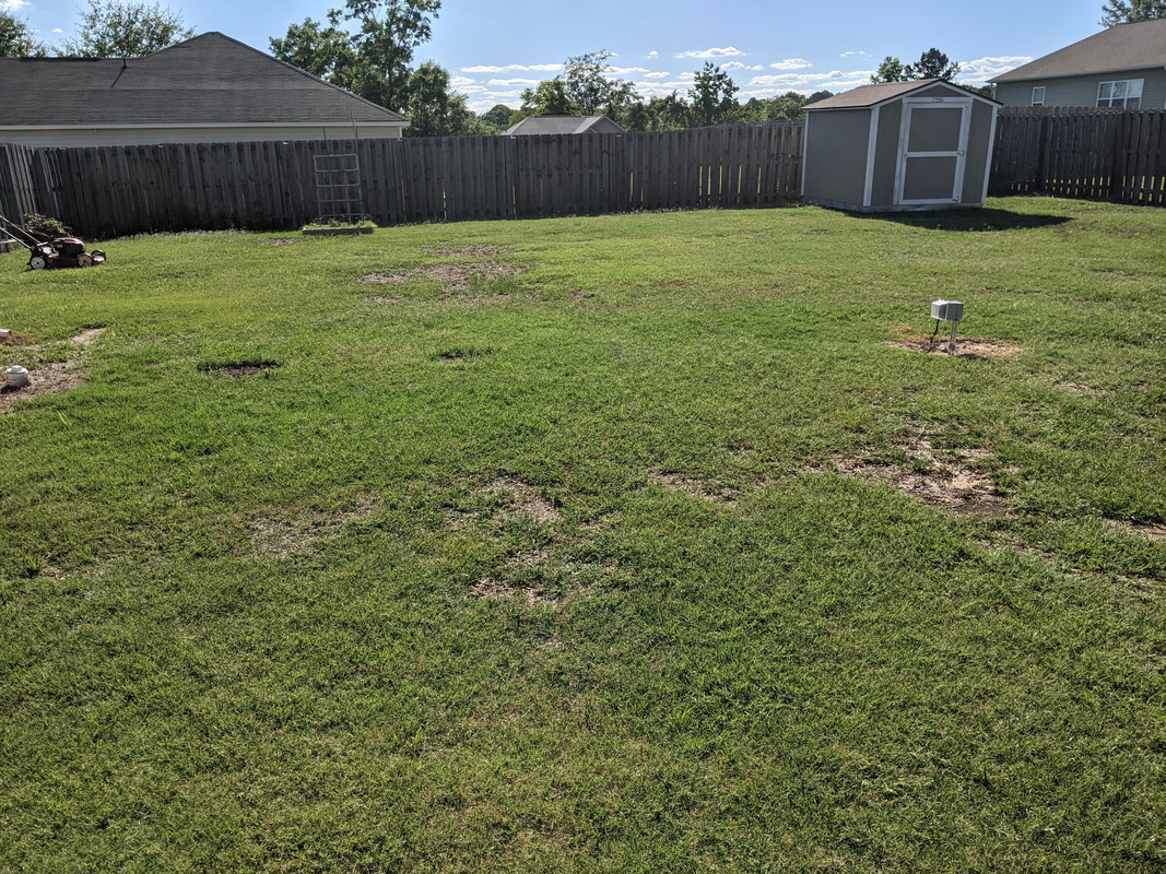 2021.05.30 back yard 4