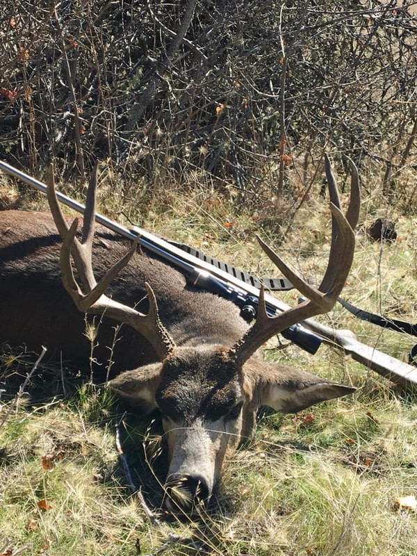 Allen's Blacktail 2019 6.5 CM