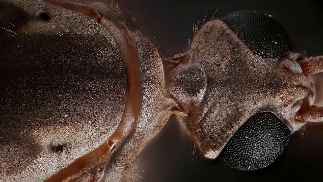 tipula_banc_tete02_10x