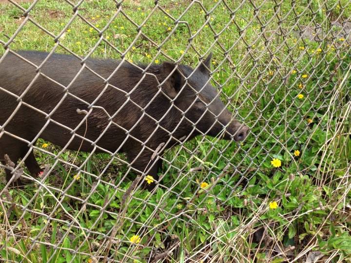 Pig