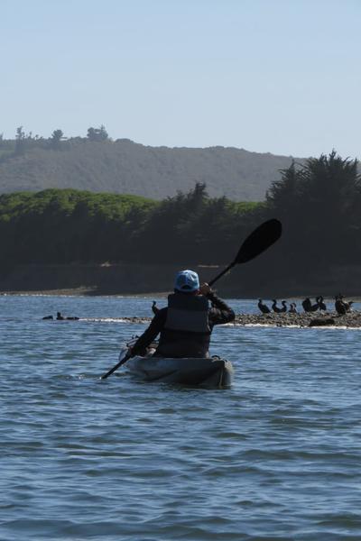 Persona remando en kayak hacia un grupo de aves en el río Rapel