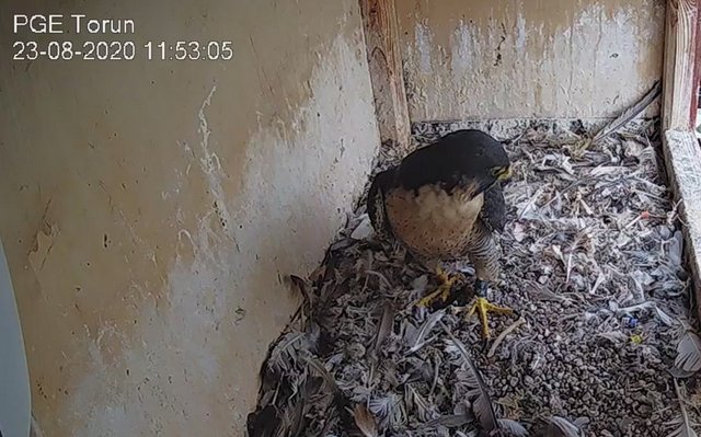 WebCam Toruń PGE. Male Piernik (2 AD (2015) & Female Katarzynka (?) vanaf 21 aug. Man 9 / BK( 2019) & Vrouw Katarzynka (?) - Pagina 3 Przechwytywanie-w-trybie-pe-noekranowym-23-08-2020-121952