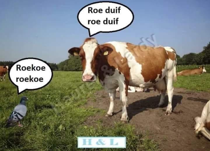 roekoe.jpg