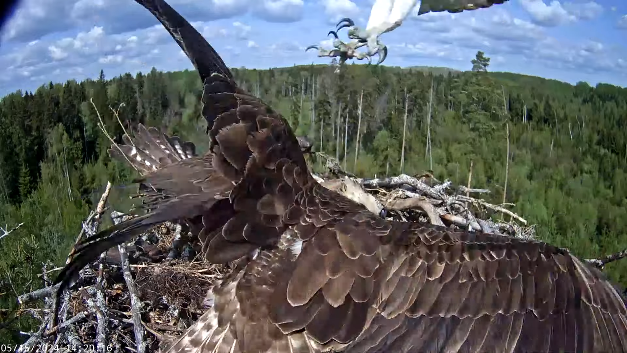 Kalakotkas2__Pandion haliaetus 5-4-56 screenshot (2)