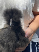 47D44576-04BD-48F6-840D-590A5CADCA03