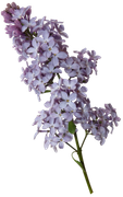 0-1c0e25-2406b9d9-orig
