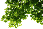 hd_tree_leaves_render_by_3fixr-d8mqfcy