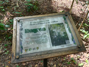 Arroceros-Forest-Park-Manila-Bagras20260715-141030
