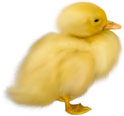 0-1c0e2c-4606e6da-orig