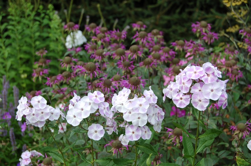 Violetta Gloriosa (1)