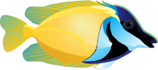 Tropical Fish