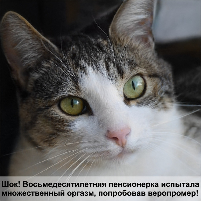 окрас фавн у кошек