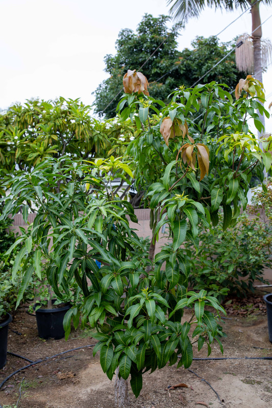 8U1A4945  ValCarrie-Mallika in Raised Bed at 10.30 AM (10-6-2022)