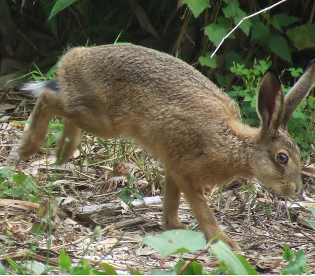 Hare-today-gone-tomorrow.png