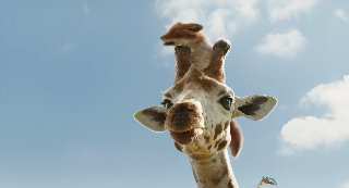 Dolttle.2019.1080p.HDRip.x264.AC3-EVO(Q).mkv_snapshot_00.31.27.7