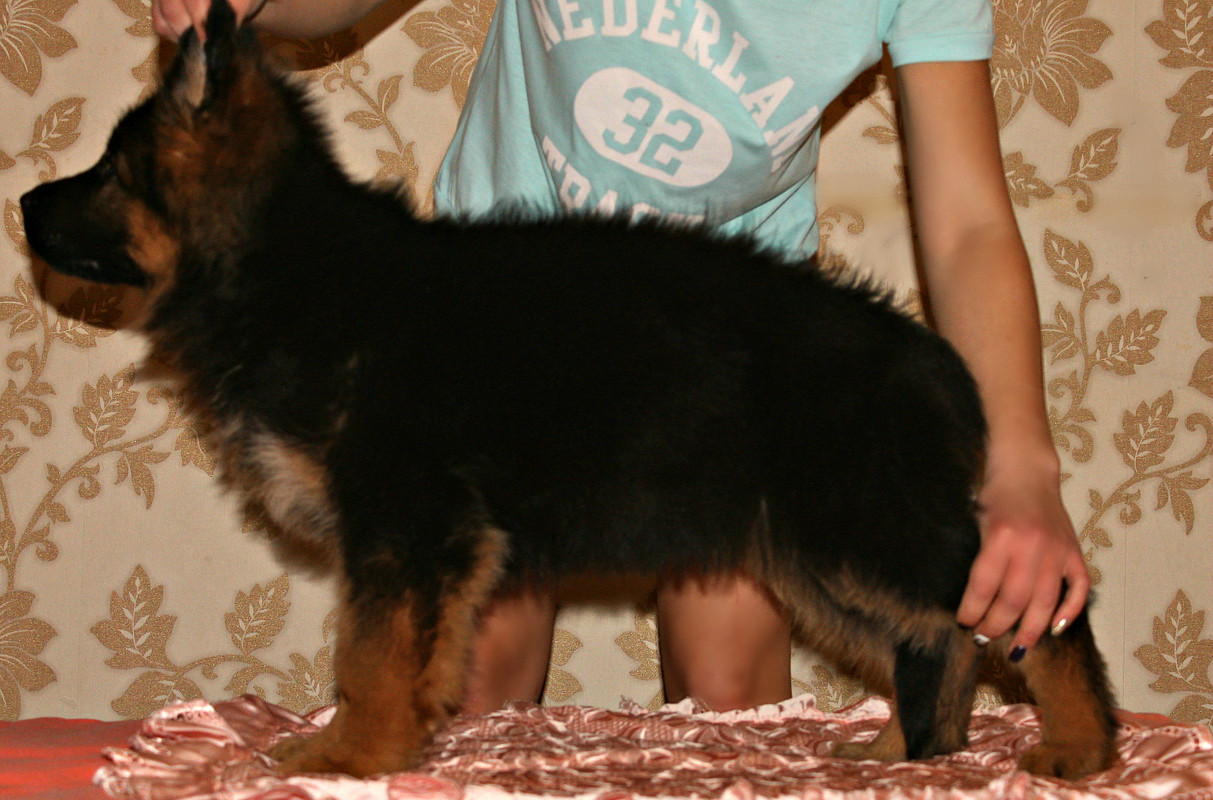 Купить Чуносова Щенка В Тамбове И Области