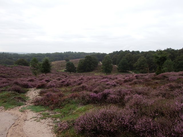Afbeelding