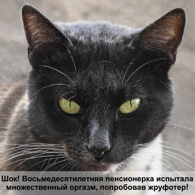 как видят кошки в темноте