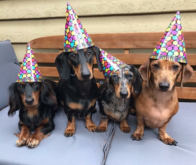 [Image: Anniversaire-teckel-37.jpg]