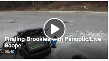 brookies