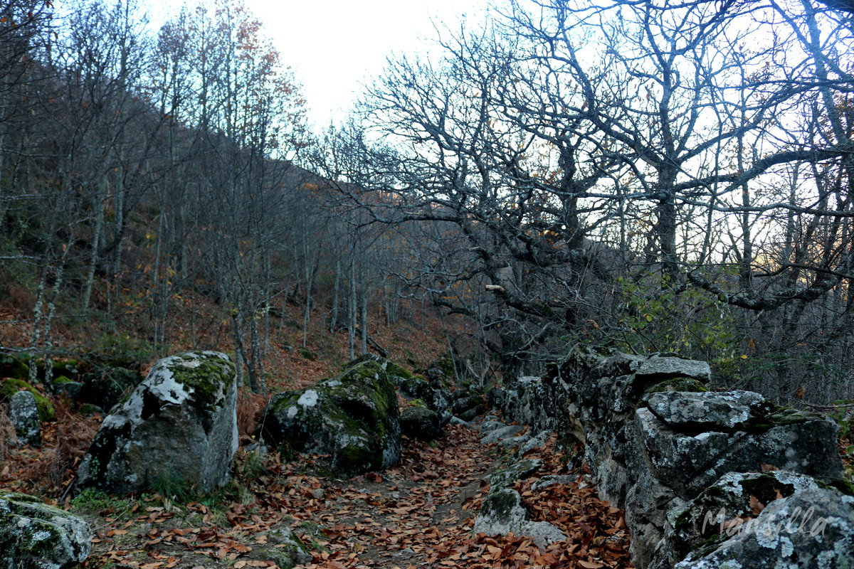 Castañar_RDPR_0243_03