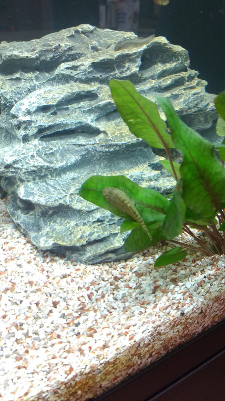 IMG_20170710_130600772