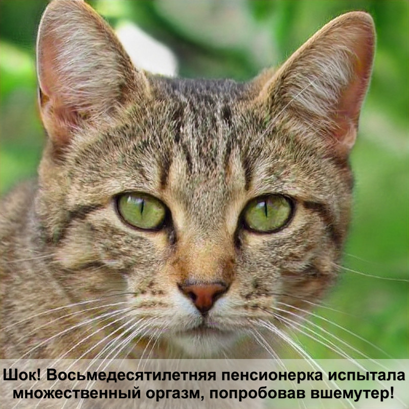 абиссинская кошка 4 окраса