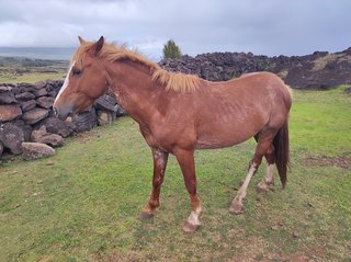 Ana Kakenga - Ana Te Pora - Ana Te Pahu - Ahu Huri a Urenga - Hanga Roa - Isla de Pascua - Chile (1)
