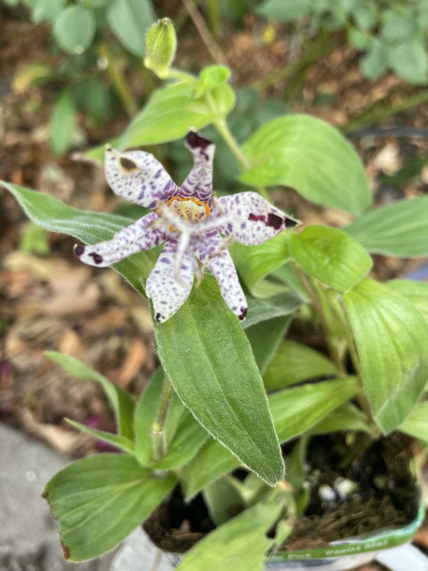 4-A142829-3801-43-E3-902-C-E751-FDF950-CB-1-105-c