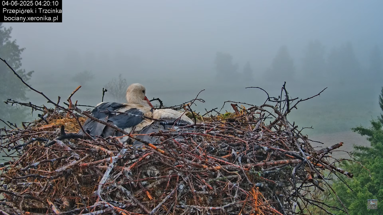04062025bociany2