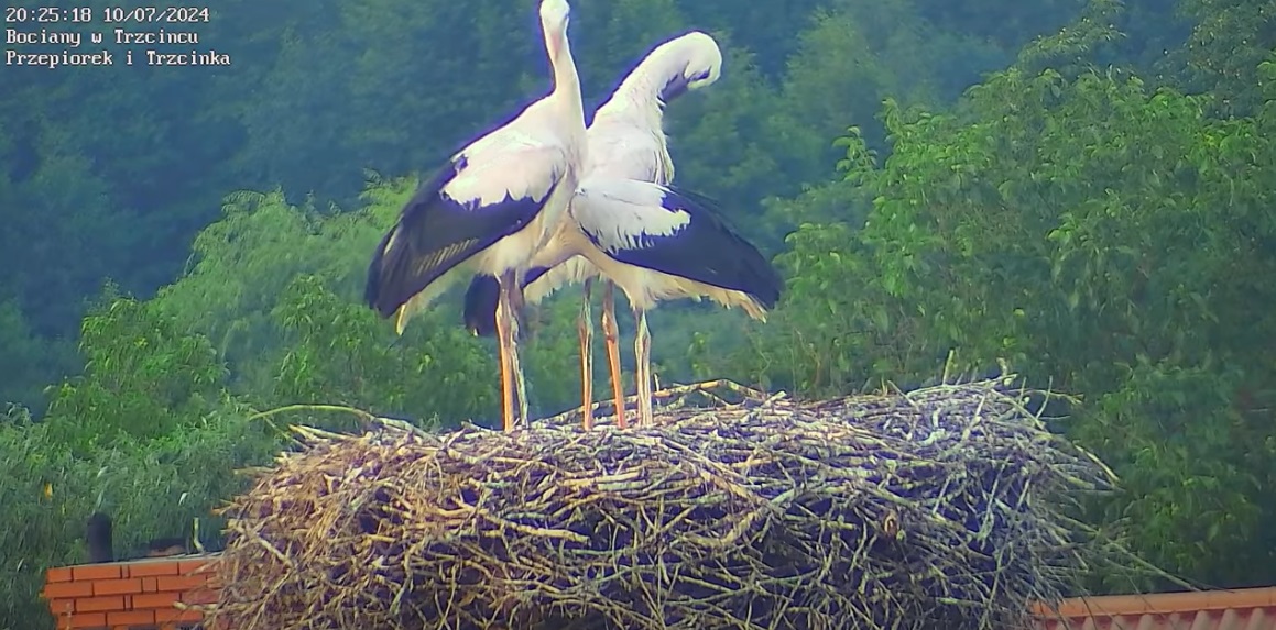 codwieglowytotrzykuperki