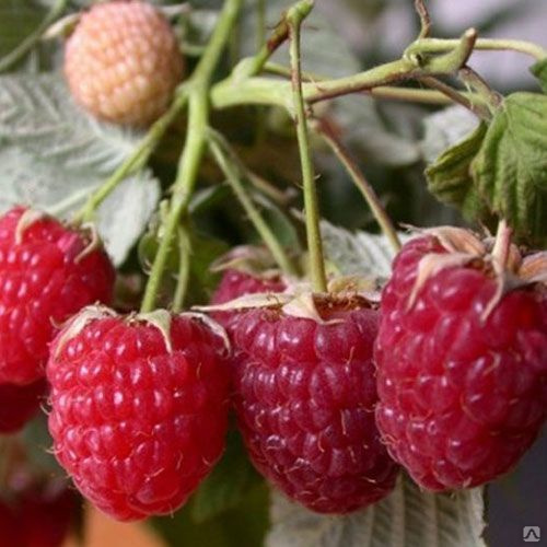 Малина Дочь Геракла мощный и урожайный сорт с крупными ягодами
