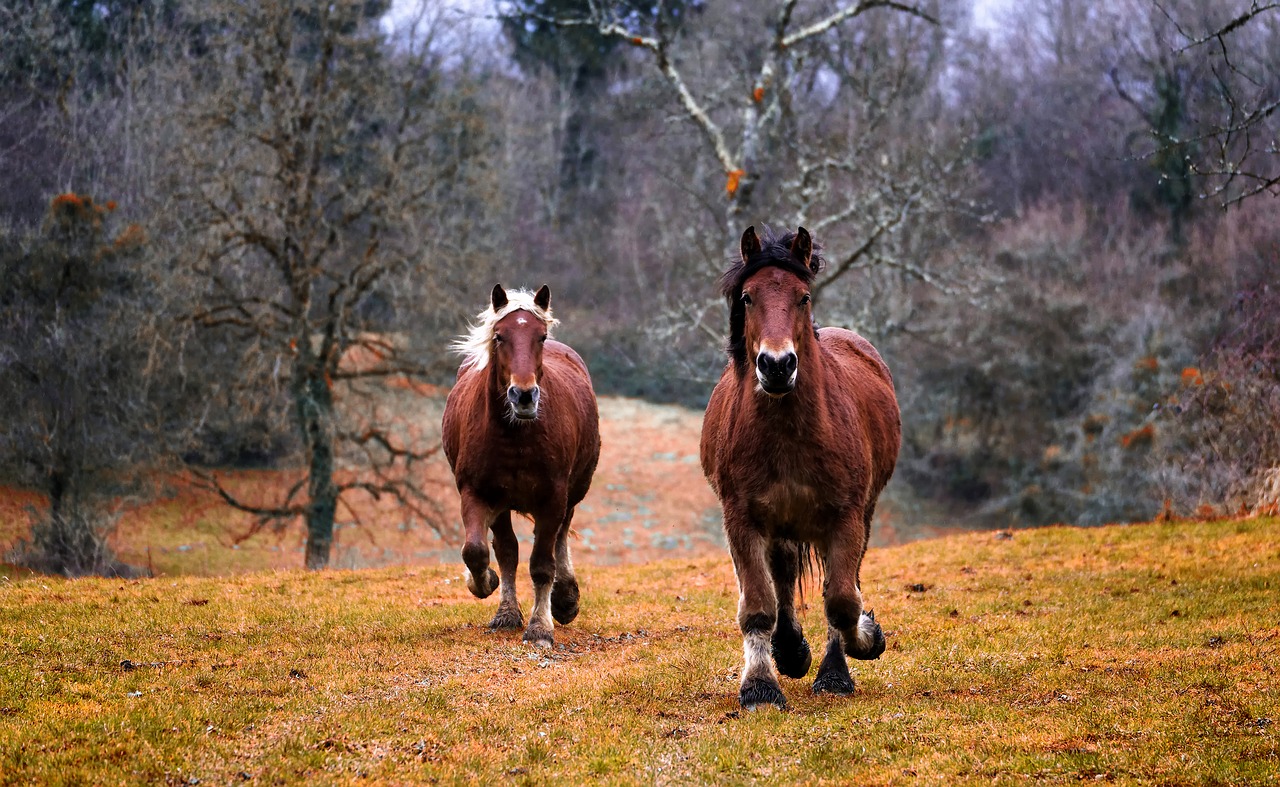 brown-horses-1984977-1280.jpg