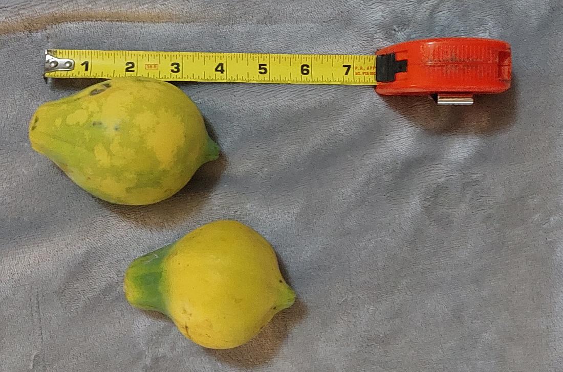 dwarf papaya r