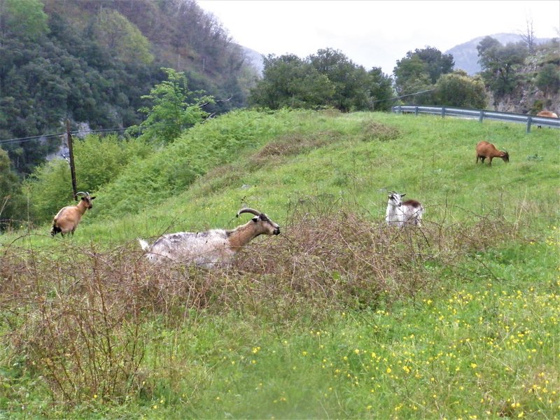 PICOS DE EUROPA-16-5-2013-LEON/ASTURIAS/CANTABRIA - Paseando por España-1991/2016 (59)