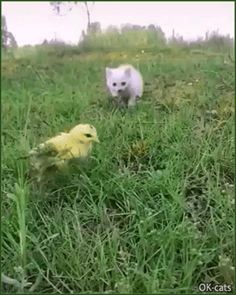 Snuzzy-Kitten-GIF-Funny-and-cute-kitty-trying-to-catch-chick-Boing-Boing-Boing-leaping-like-a-ba.gif