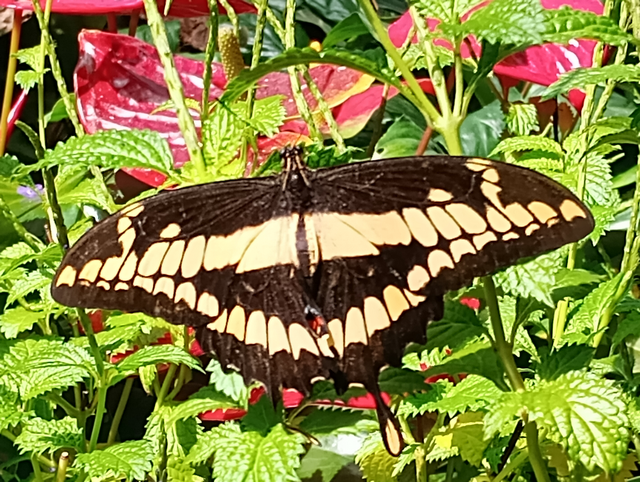 Schmetterling Palmengarten 2026