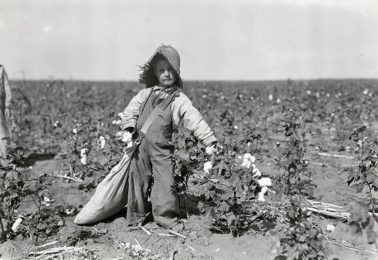 cotton