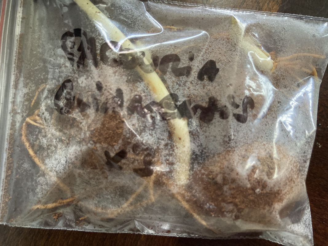 A3BD986C-7FA5-4016-83C4-EAECE8420A82