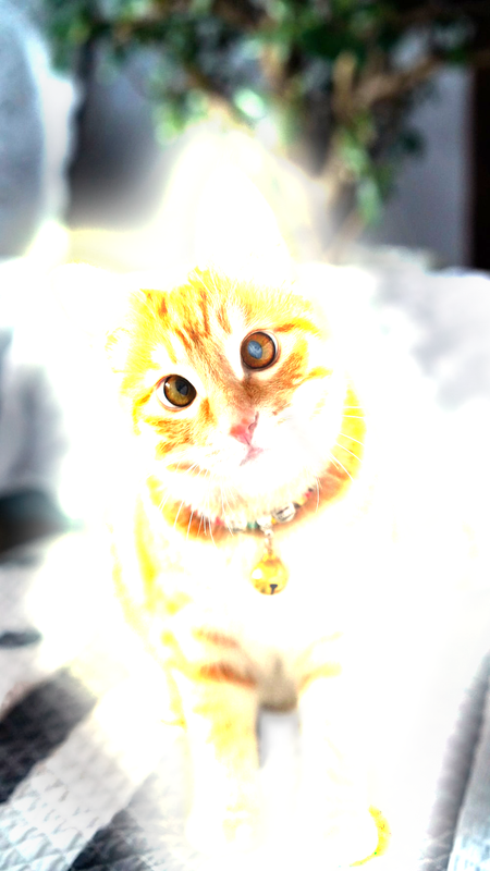 Cat-Cleaning.png