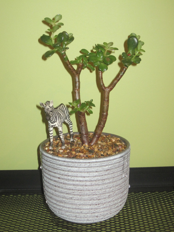 Минор после первого полива 1 февраля 2023 г