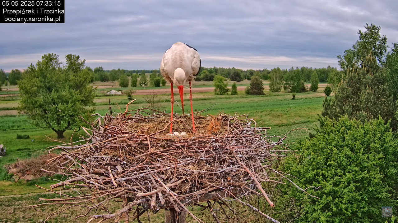 06052025bociany10